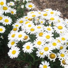 Bild Jätteprästkrage 'Western Star Leo' 17-19 cm kruka