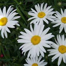 Bild Jätteprästkrage 'Western Star Taurus' 17-19 cm kruka