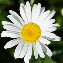 Bild Jätteprästkrage 'Western Star Libra' 17-19 cm kruka