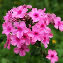 Bild Höstflox 'Famous Light Pink' 17cm kruka