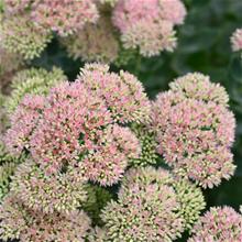 Bild Kärleksört 'Herbstfreude' 17cm kruka