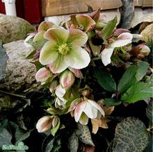 Bild Föränderlig julros 'Pink Beauty' 17cm kruka