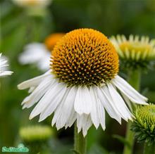 Bild Solhatt 'Meditation White' 17cm kruka