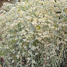 Bild Törel (Euphorbia) SILVER SWAN 17cm kruka