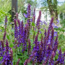 Bild Stäppsalvia 'Sensation Medium Violet' 17cm kruka