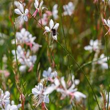 Bild Sommarljus (Gaura) 'Nova' 17cm kruka