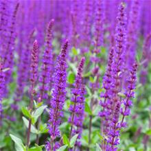 Bild Stäppsalvia 'Caradonna' 17 cm kruka