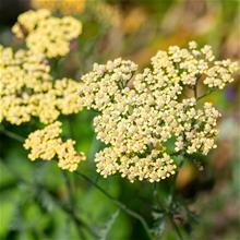 Bild Röllika 'Summer Fruits Lemon' 17 cm kruka