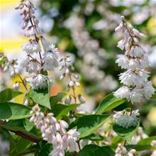 Bild Thunbergdeutzia 'Pride of Rochester' 3-3,5 L