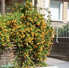 Bild Tellmanskaprifol 1,5-2 L