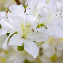 Bild Japansk azalea 'Pleasant White' 2-3 L