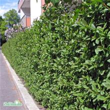 Bild Liguster 10-p barrotad 50-80cm