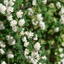 Bild Bukettspirea 10-p barrotad  50-80cm
