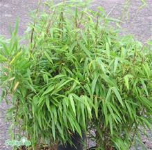 Bild Bergbambu 'Rufa' 23cm kruka