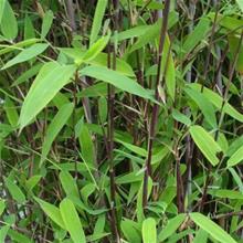 Bild Glansbambu 'Pemo Trifina' 23cm kruka