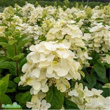 Bild Vipphortensia WHITE DIAMONDS 3-3,5 L