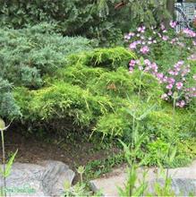 Bild Trädgårds-en 'Old Gold' 1,5-2 L