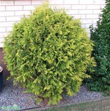 Bild Klottuja 'Golden Globe' 1,5-2 L