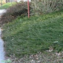 Bild Amerikansk kryp-en 'Blue Chip' 1,5-2 L