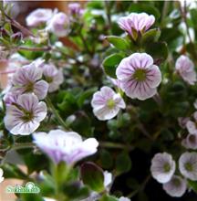 Bild Brudslöja/Mattslöja 'White' 17-19cm kruka