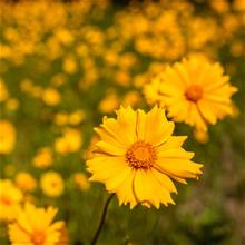 Bild Flicköga 'Schnittgold' 9cm kruka