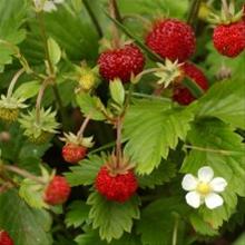 Bild Månadssmultron 'Alexandria' 9cm kruka