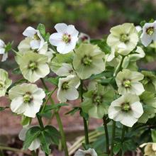 Bild Julros 'Pretty Ellen White' 9cm kruka