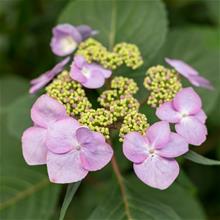 Bild Hortensia Endless Summer 'Twist-n-Shout' 5 L