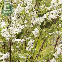 Bild Norskspirea 'Grefsheim' E 3-3,5 L