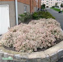 Bild Prakttry MONET 3 L