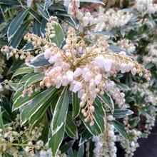 Bild Japansk buskrosling 'Flaming Silver' 1,5-2 L