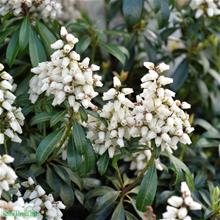 Bild Japansk buskrosling 'Bonfire' 1,5-2 L