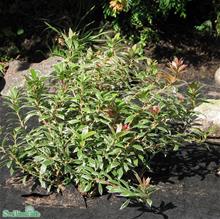 Bild Japansk buskrosling 'Little Heath Green' 1,5-2 L