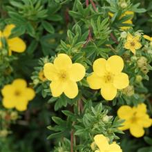 Bild Trädgårdstok 'Fridhem' 10-p barrotad 30-50cm