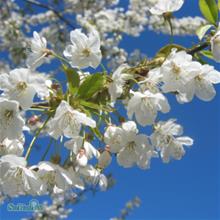 Bild Sötkörsbär FK SVEA 10-p barrotad 50-80cm