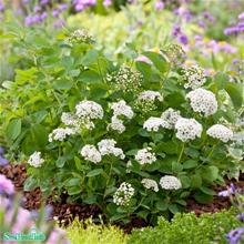 Bild Björkspirea 'Tor' 10-p barrotad 15-30cm