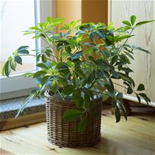 Bild Paraplyaralia 12cm kruka