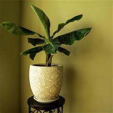 Bild Ädelbanan 'Tropical Oriental Dwarf' 12cm kruka