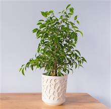 Bild Benjaminfikus 'Exotica' 12cm kruka