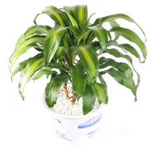 Bild Doftdracena 'Massangeana' 15cm kruka