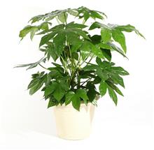 Bild Aralia 15cm kruka