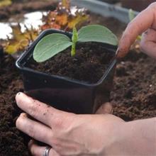 Bild Plastkruka Fyrkantig 7cm 25st