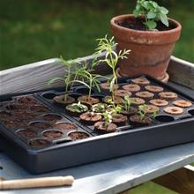 Bild Minipluggbrätten i odlingstråg