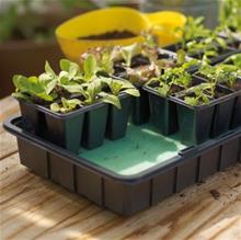 Bild Minidrivhus med bevattningsmatta