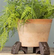 Bild Krukfötter 'Fransk lilja' 3st