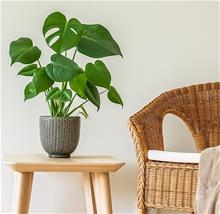 Bild Monstera 12cm kruka