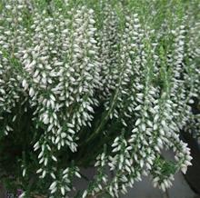 Bild Ljung 'Garden Girls Vit' 12cm kruka