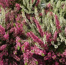 Bild Ljung 'Garden Girls Twin' 12cm kruka