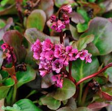 Bild Bergenia 'Eroica' 12cm kruka