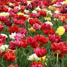 Bild Tulpanmix dubbel, blandad